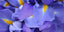 Abbildung Iris