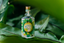 4711 Remix Green Oasis Flakon auf tropischen Blättern 